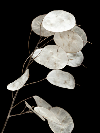 Lunaria annua, silver dollar plant isolated on black  backgroundの写真素材