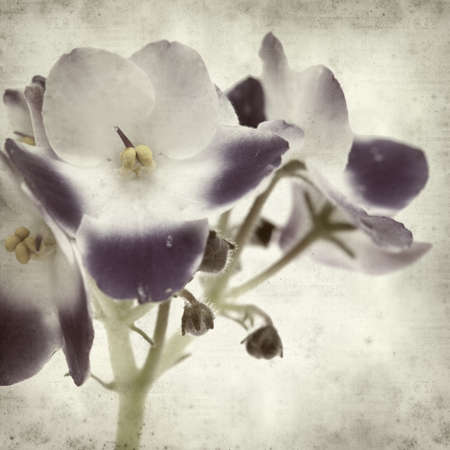 textured old paper background with white and blue african violetの写真素材