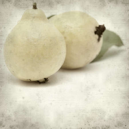 textured old paper background with white guava fruitの写真素材