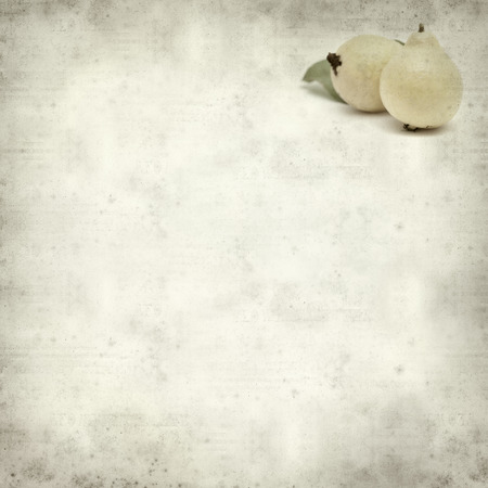 textured old paper background with white guava fruitの写真素材