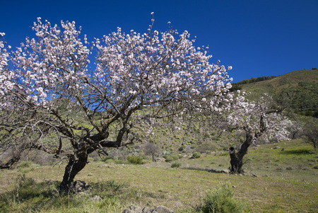 Gran Canaria, Caldera de Tejeda, January, almond trees starting to bloomの写真素材