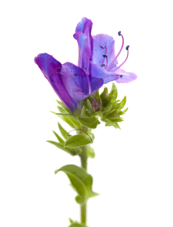 Flora of Canary Islands - Echium bonnetii isolated on whiteの写真素材