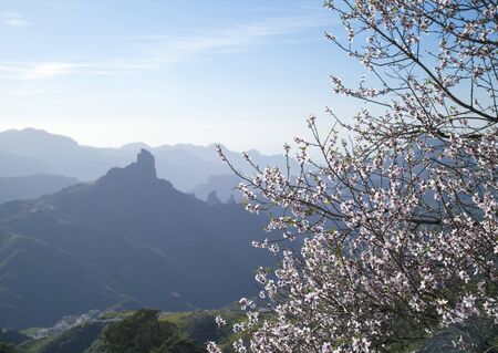 Inland Gran Canaria, Caldera de Tejeda in January, afternoon lightの写真素材