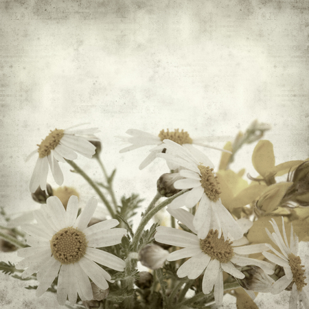 textured old paper background with canarian marguerite daisyの写真素材