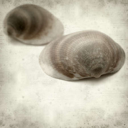 textured old paper background with clam shell