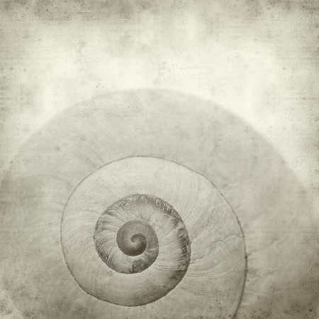 textured old paper background with sea snail shellの写真素材