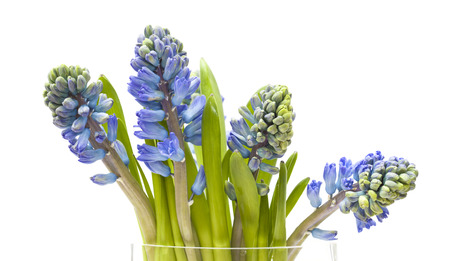 bunch of opening blue hyacinths, isolated on white backgroundの写真素材