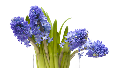 bunch of open  blue hyacinths in a vase with sea glass, isolated on white backgroundの写真素材
