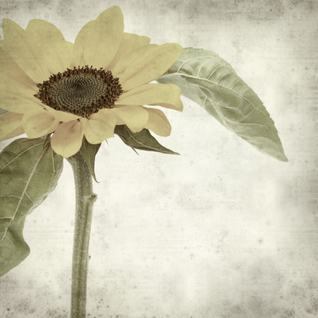 textured old paper background with yellow sunflowerの写真素材