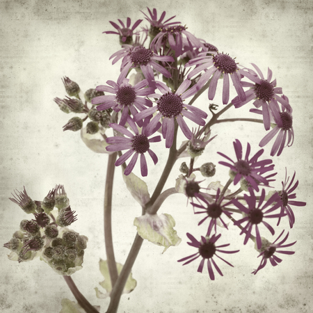 textured old paper background with Pericallis webbii, flowering plant native to Gran Canariaの写真素材