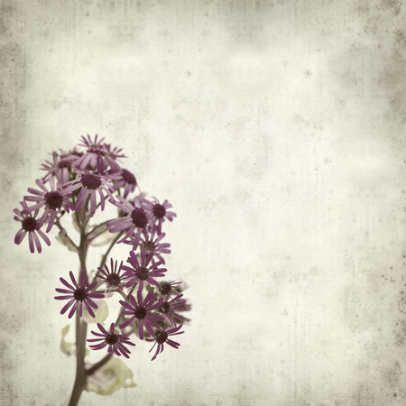 textured old paper background with Pericallis webbii, flowering plant native to Gran Canariaの写真素材