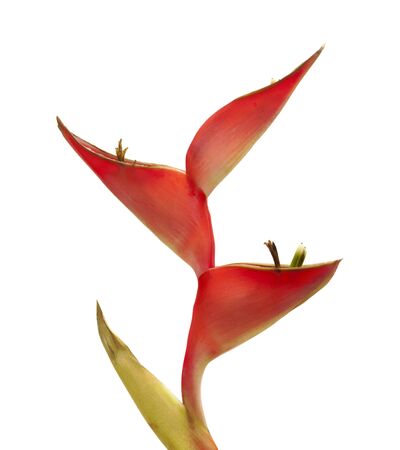 single stem of Heliconia plant isolated on white backgroundの写真素材