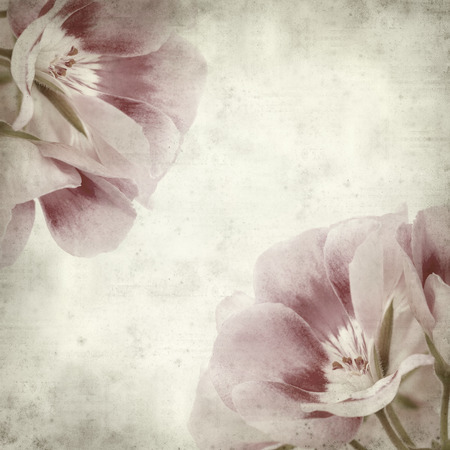 textured old paper background with pink geraniumの写真素材