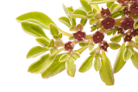 Flora of Gran Canaria - Aizoon canariense, Canarian iceplant isolated on whiteの写真素材