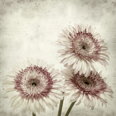 textured old paper background with white and pink gerberaの写真素材