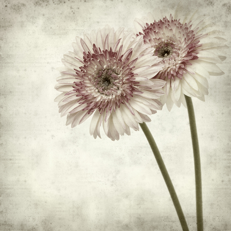 textured old paper background with white and pink gerberaの写真素材