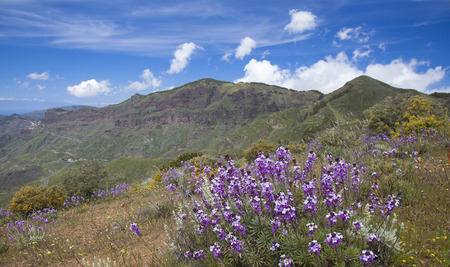 Gran Canaria, Caldera de Tejeda in April, Flowering slopes, Cirrus Cloudsの写真素材