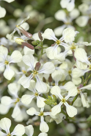 flora of Gran Canaria, flowering Raphanus raphanistrum, wild radish,  jointed charlockの写真素材