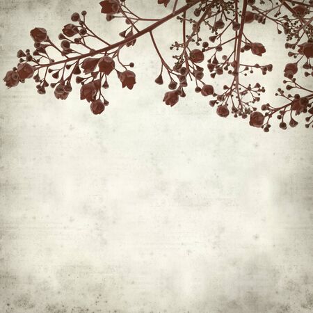 textured old paper background with Brachychiton acerifolius,  Illawarra Flame Treeの写真素材