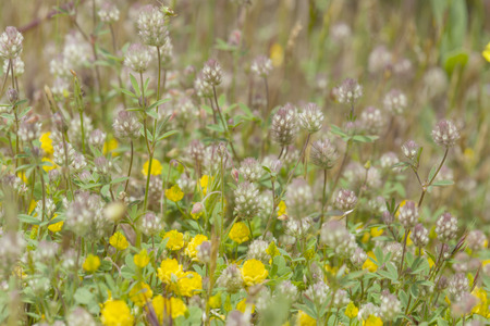 flora of Gran Canaria, Flowering Trifolium arvense, hare's-foot clover, and yellow Trifolium campestre, hop trefoilの写真素材