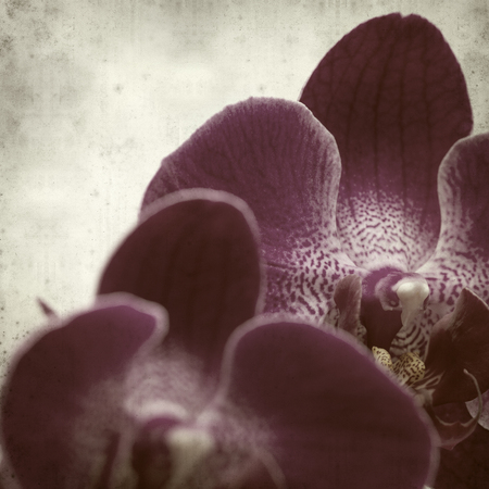 textured old paper background withの写真素材