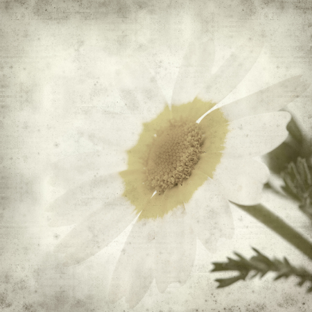 textured old paper background with garland chrysanthemumの写真素材