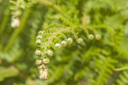 Flora of Gran Canaria -  young pteridium fern leaves natural floral backgroundの写真素材