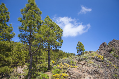 Gran Canaria, Canarian Pine trees at  Risco Chapiの写真素材