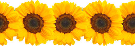 seamless repeatable border with bright yellow suflowers on white backgroundの写真素材