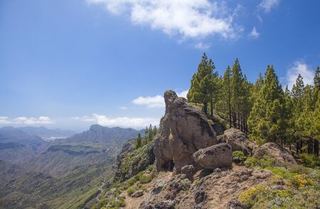 Gran Canaria, Canarian Pine trees and Rock formations  at Risco Chapiの写真素材