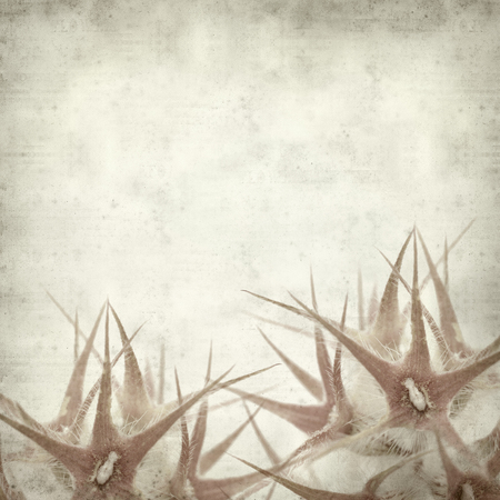 textured old paper background with starry clover,  Trifolium stellatum seedheadsの写真素材