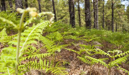 Flora of Gran Canaria - Pteridium ferns cover large areas in central mountainsの写真素材