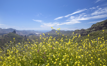 Gran Canaria, Calders de Tejeda in April, flowering yellow Rapistrum rugosum, common giant mustardの写真素材