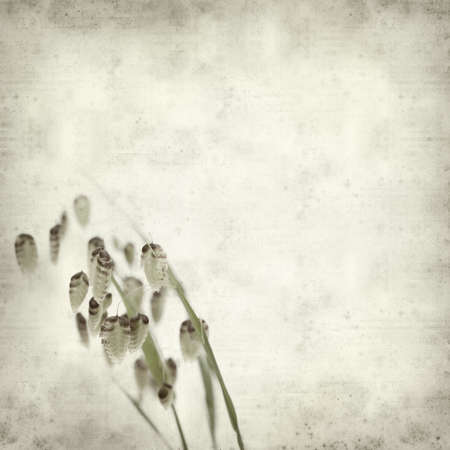 textured old paper background with Briza, quacking grassの写真素材
