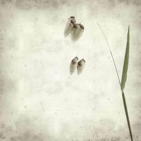textured old paper background with Briza, quacking grassの写真素材