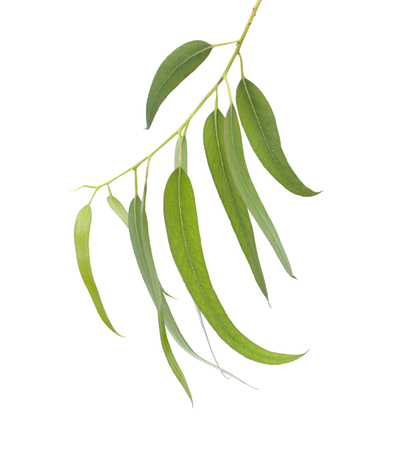 fresh eucalyptus leaves isolated on white backgroundの写真素材