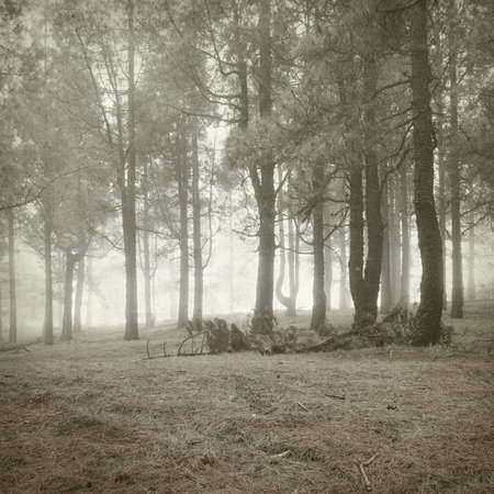 textured old paper background with canarian pine treesの写真素材