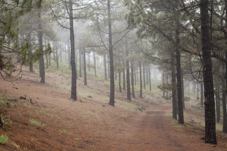 Inland Gran Canaria, foggy day in Las Cumbres, the highest areas of the islandの写真素材