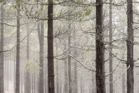 natural background of Canarian Pine tree trunks, some mistの写真素材