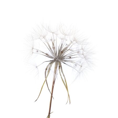large round dandelion-like ripe seedhead of salsify plant isolated on whiteの写真素材