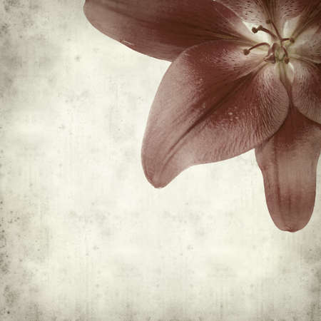 textured old paper background with dark red lily flowerの写真素材