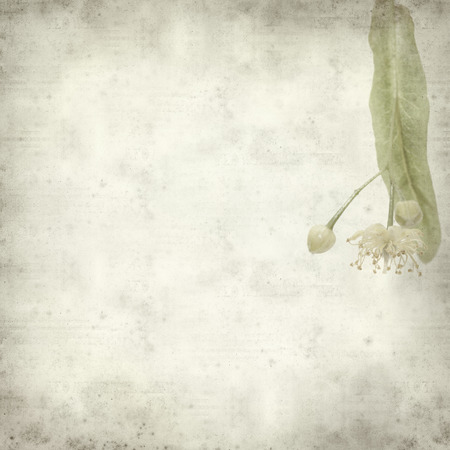 textured old paper background with medicinal herb lime blossomの写真素材