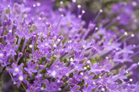 light purple tiny pentas flowersnatural floral  background