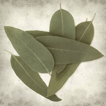 textured old paper background with fresh eucalyptus leaves