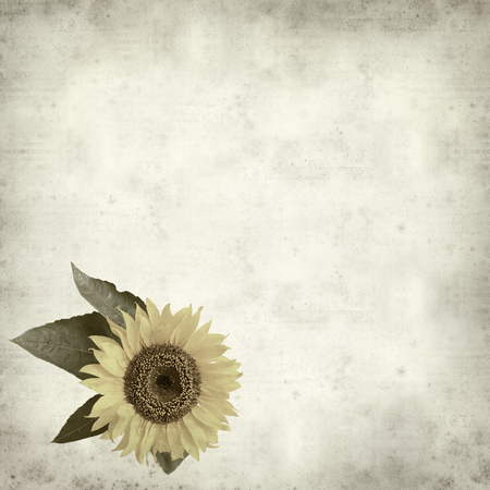 textured old paper background with yellow sunflowerの写真素材