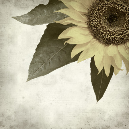 textured old paper background with yellow sunflowerの写真素材