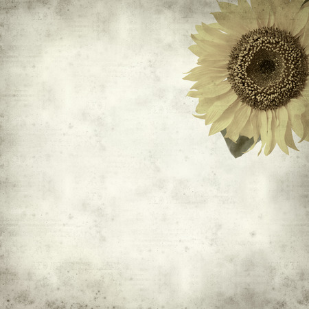 textured old paper background with yellow sunflowerの写真素材