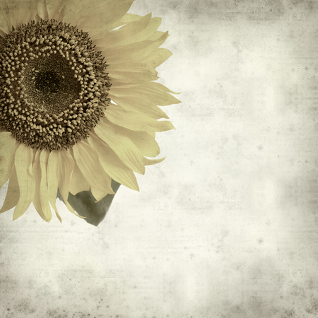 textured old paper background with yellow sunflowerの写真素材
