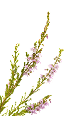Calluna vulgaris , common heather isolated on white backgroundの写真素材