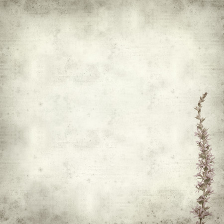 textured old paper background with  spiked purple loosestrife flowersの写真素材